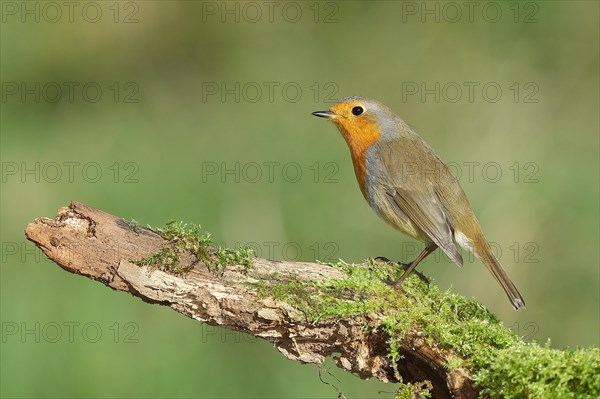 European robin