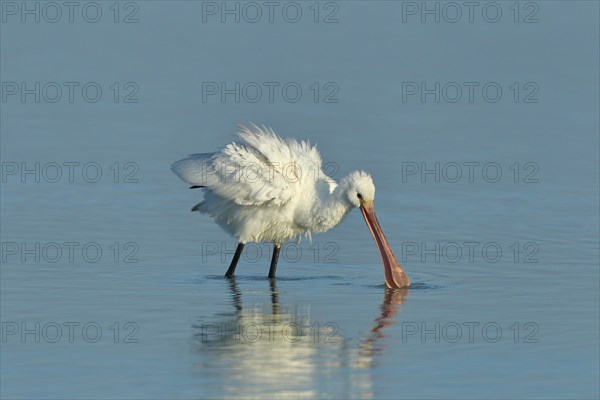 Eurasian spoonbill