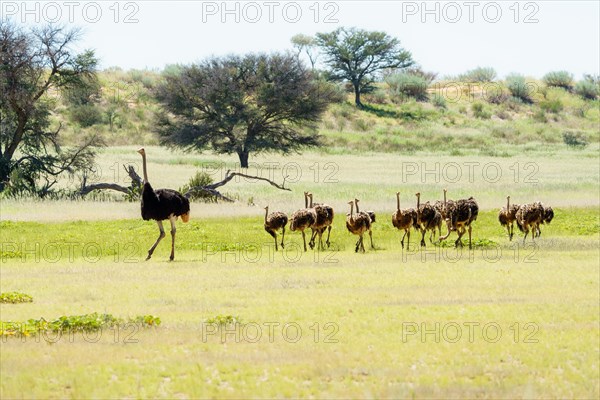 Ostrich