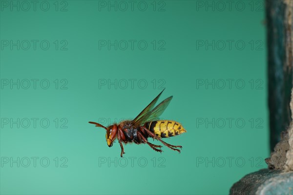 European hornet