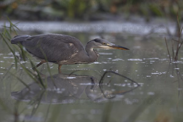 Grey heron