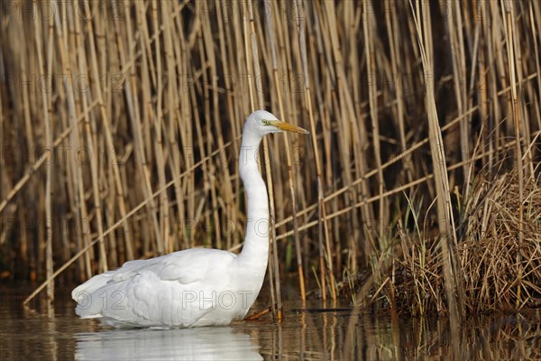 Great egret