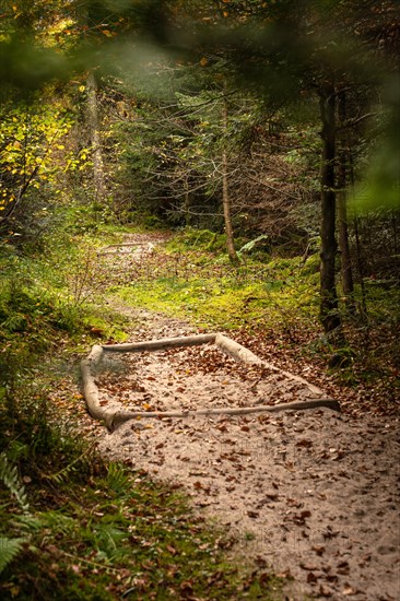 Barefoot Park in the Forest, Schoemberg, Black Forest, Germany, Europe