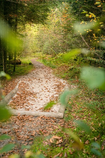 Sand in the barefoot park in the forest, Schoemberg, Black Forest, Germany, Europe