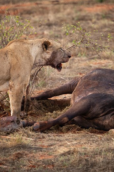 A lion eats a previously hunted water buffalo in the savannah. Beautiful detailed image of a female lion in Tsavo East National Park, Kenya, East Africa, Africa