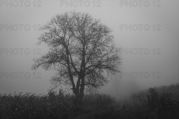 Single tree on field during foggy day