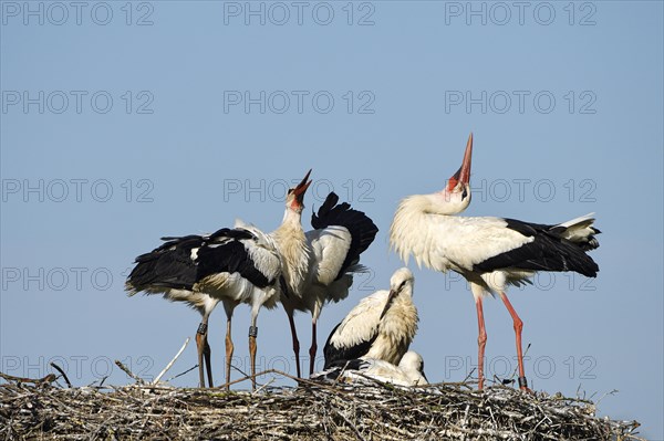 White Stork