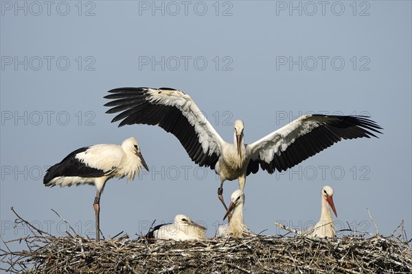 White Stork