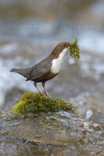 White-throated Dipper