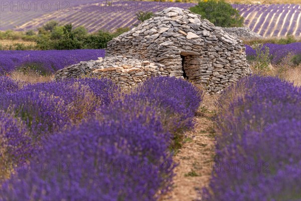 Borie in a lavender field in Provence. Vaucluse, Carpentras, Ventoux South, France, Europe