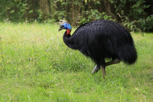 Northern cassowary