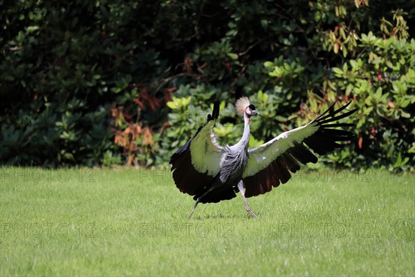 Gray crowned-crane