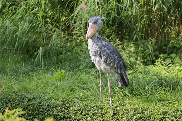 Shoebill