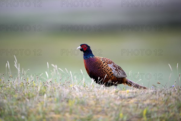 Pheasant