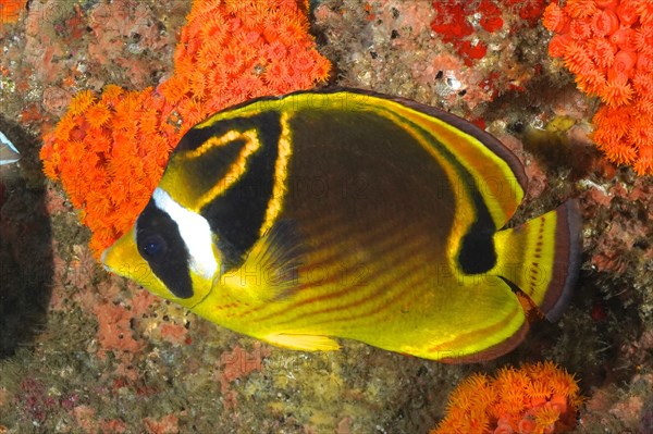 Raccoon butterflyfish