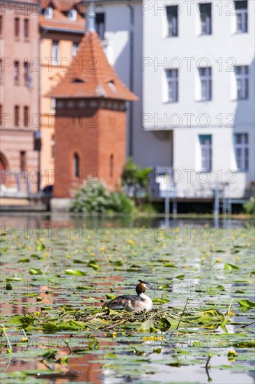 Great Crested Grebe