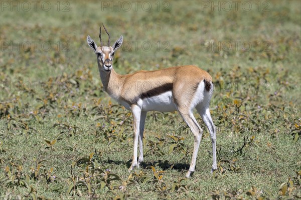 Serengeti thomsons gazelle