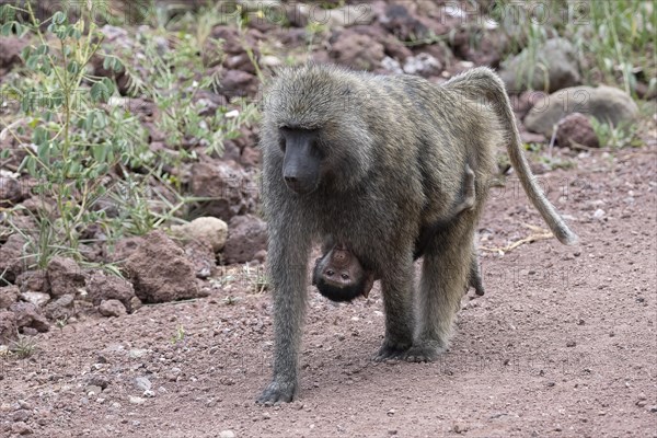 Olive baboon