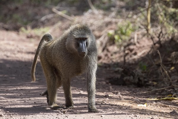 Olive baboon