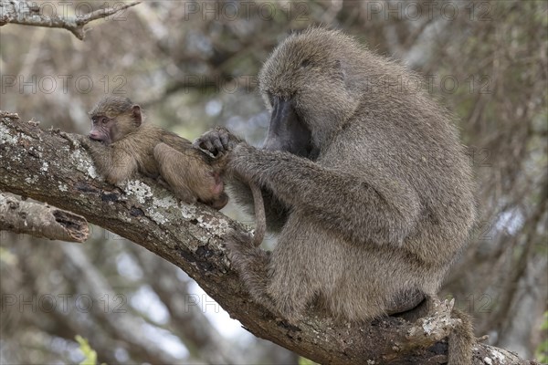 Olive baboon