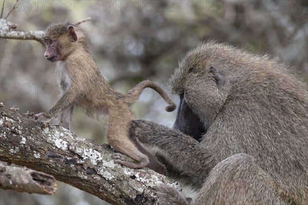 Olive baboon