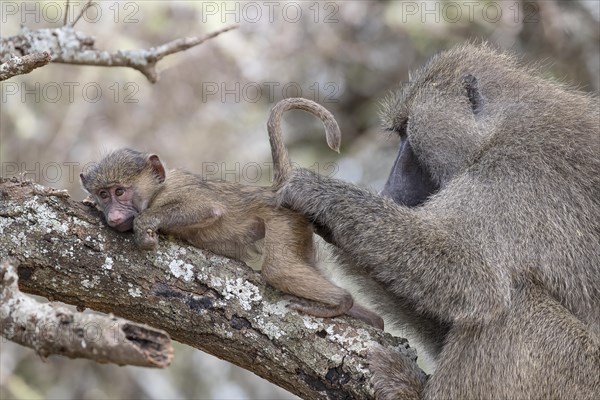 Olive baboon