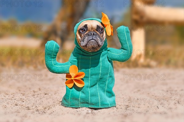 French Bulldog dog dressed up with funny cactus Halloween dog costume with fake arms and orange flowers standing on sandy ground