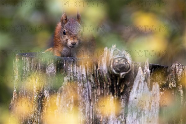 Eurasian red squirrel