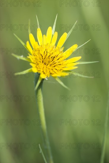 Meadow salsify