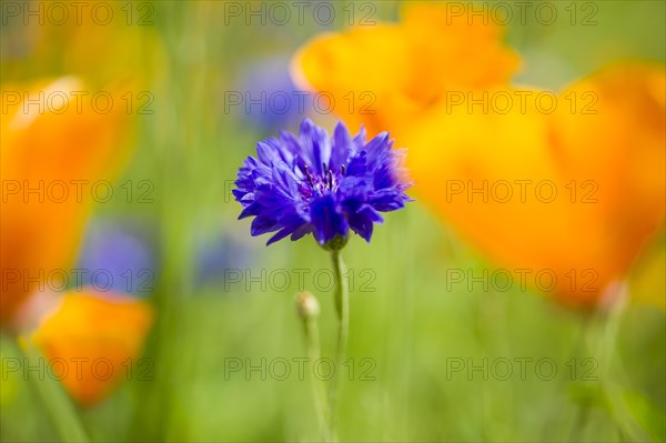 Blue cornflower