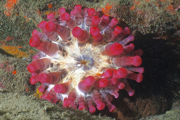 Red club-tipped anemone