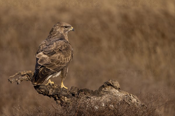 Steppe buzzard