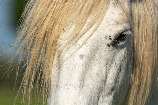 Camargue horse portrait in a pasture in the Camargue National Park. Provence-Alpes-Cote dAzur, France, Europe