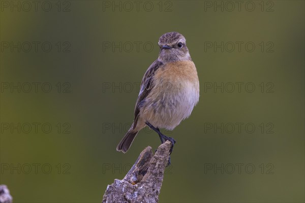 European stonechat