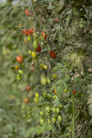 Date tomatoes Cupido variety, Muensterland, North Rhine-Westphalia, Germany, Europe