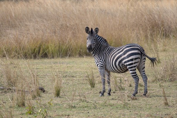 Plains Zebra of the subspecies crawshay's zebra