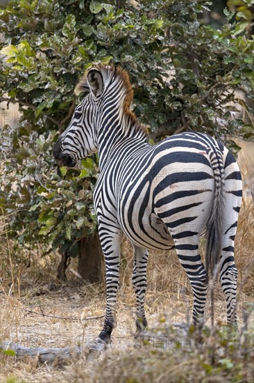 Plains Zebra of the subspecies crawshay's zebra