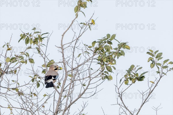 Eurasian jay