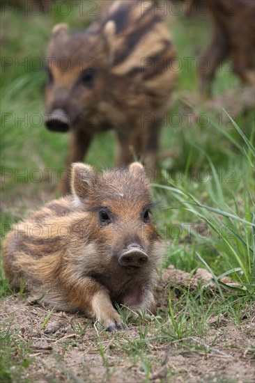 Wild boar