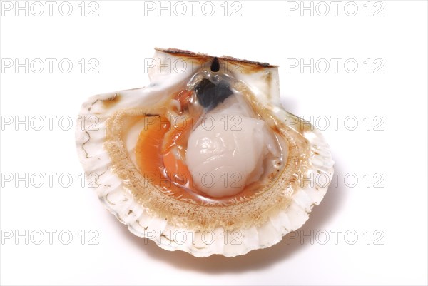 Scallop