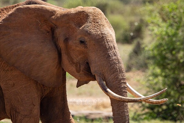 A beautiful large elephant roaming the savannah. Beautifully detailed shot of the elephant in search of food and water. The famous red elephants in the gene of Tsavo West National Park, Kenya, Africa