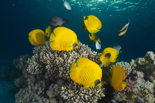 Group of bluecheek butterflyfish