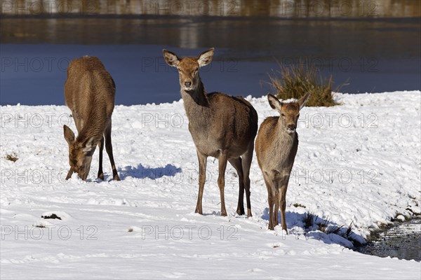 Red deer