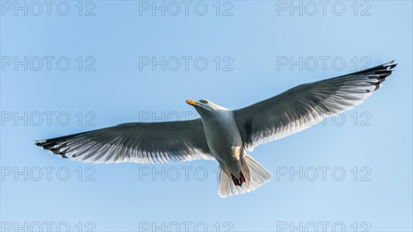 European Herring Gull