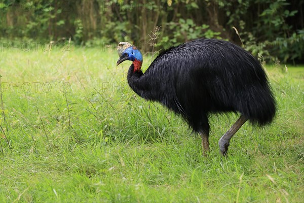 Northern cassowary