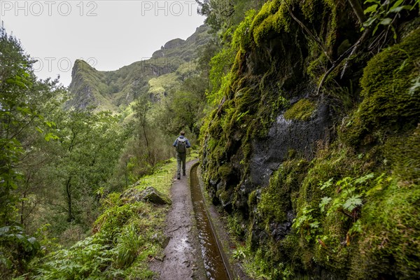 Hikers on a narrow path along a levada, forested mountains and ravines, Levada do Caldeirao Verde, Parque Florestal das Queimadas, Madeira, Portugal, Europe