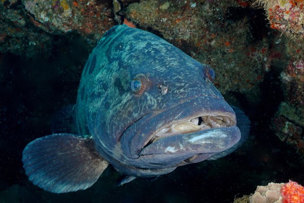 Portrait of potato grouper