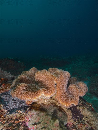 Mushroom leather coral