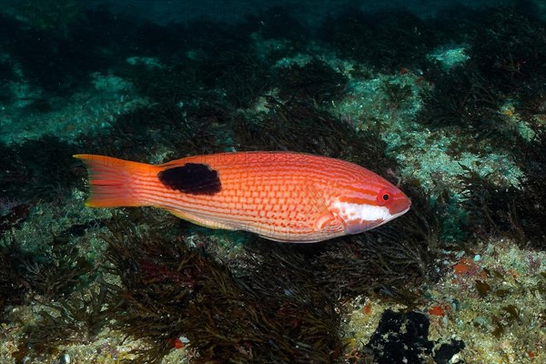 Saddleback pig wrasse