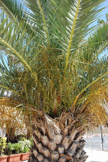 Date palm